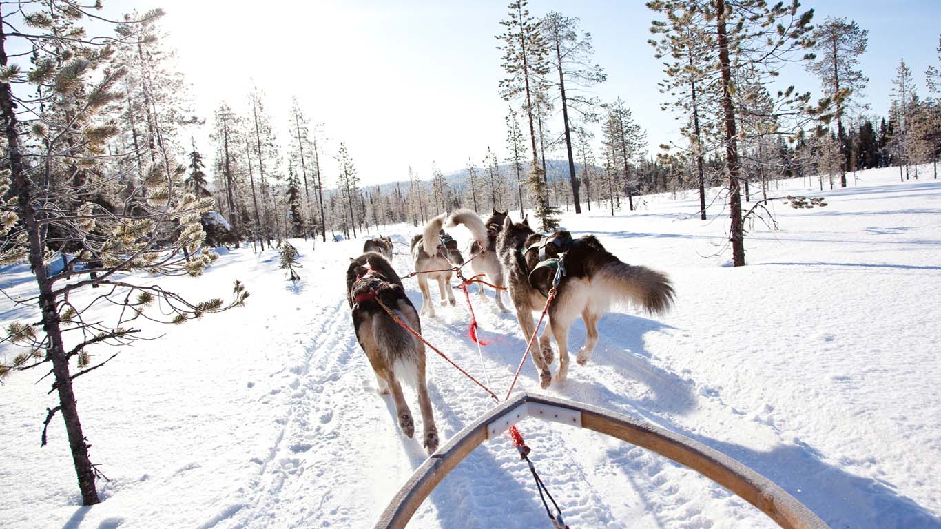 Passeio com cães Husky